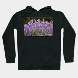 Lavender flowers closeup Hoodie